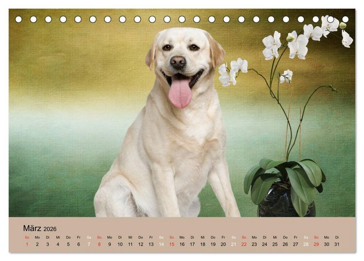 Produktbild: Labrador Retriever unsere Freunde (Tischkalender 2026 DIN A5 quer), CALVENDO Monatskalender