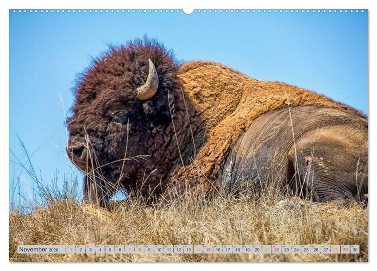Produktbild: Bison und Wisent - Riesen mit unb&auml;ndiger Kraft (hochwertiger Premium Wandkalender 2026 DIN A2 quer), Kunstdruck in Hochglanz