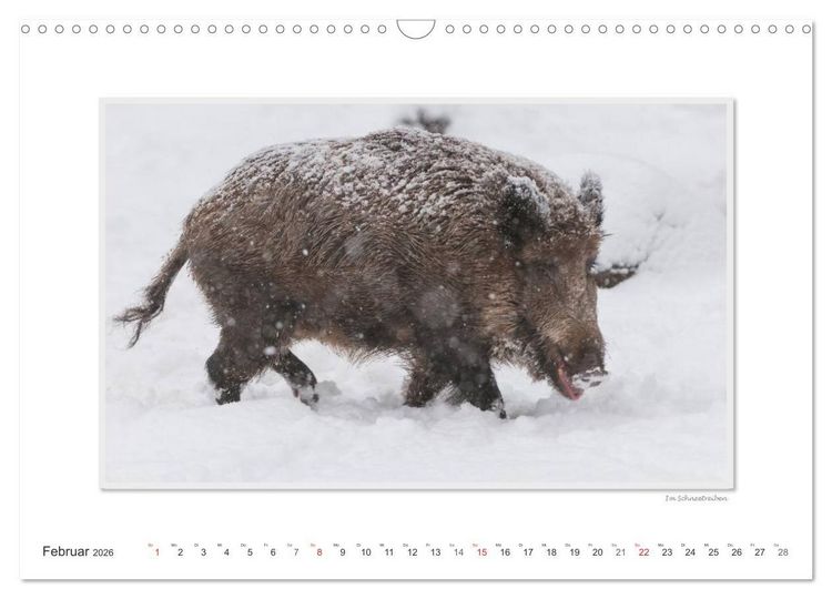 Produktbild: Emotionale Momente: Das Wildschwein. / CH-Version (Wandkalender 2026 DIN A3 quer), CALVENDO Monatskalender
