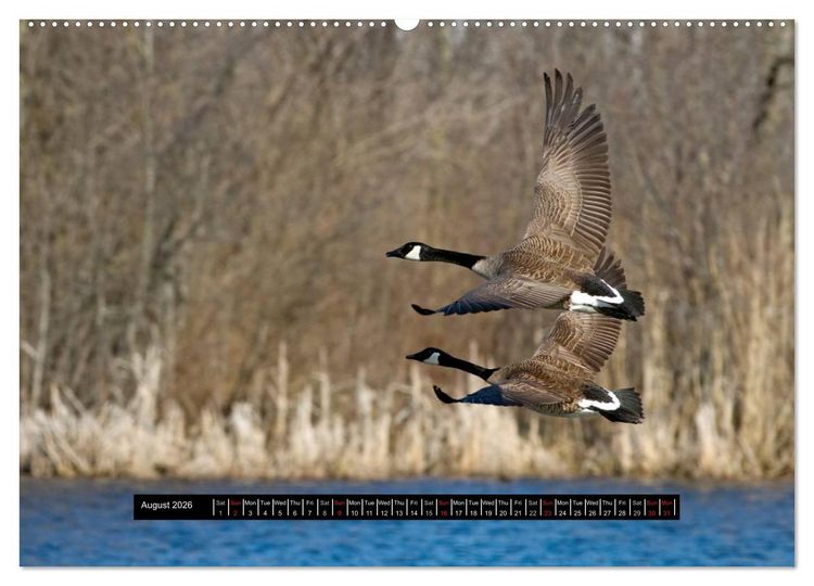 Produktbild: CANADA GOOSE / UK-Version (High Quality Premium Wall Calendar 2026 DIN A2 landscape),CALVENDO 12 Month Wall Calendar
