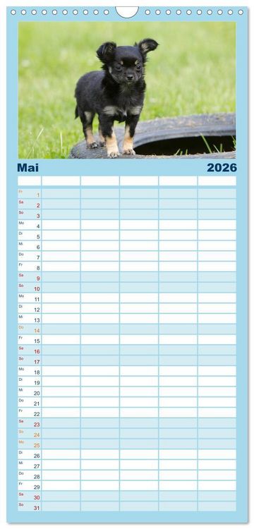Produktbild: Familienplaner 2026 - Chihuahuas - kleine Herzensbrecher mit 5 Spalten (Wandkalender, 21 x 45 cm) CALVENDO