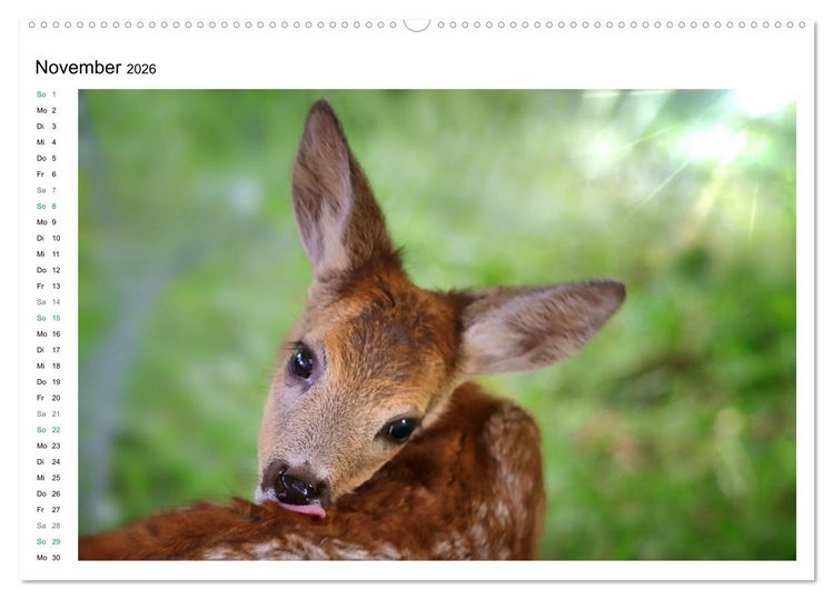 Produktbild: Rehkitze, zierliche Sch&ouml;nheiten mit gro&szlig;en, sanften Augen (hochwertiger Premium Wandkalender 2026 DIN A2 quer), Kunstdruck in Hochglanz