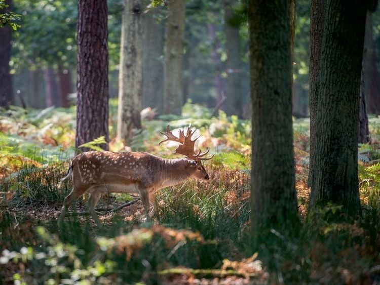 Produktbild: CALVENDO Puzzle Ein Motiv aus dem Kalender Emotionale Momente: Das Damwild. | 1000 Teile Lege-Gr&ouml;&szlig;e 64x48cm Foto-Puzzle f&uuml;r gl&uuml;ckliche Stunden