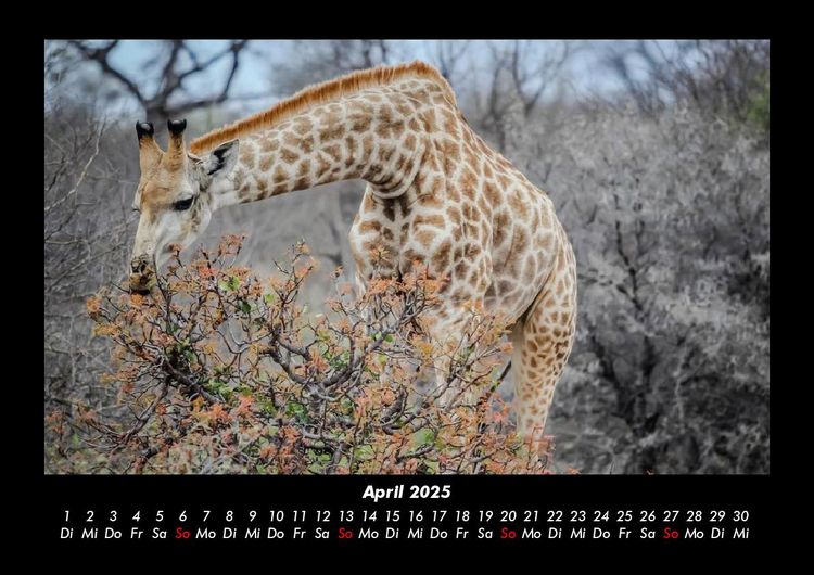 Produktbild: Tiere in der Wildnis 2025 Fotokalender DIN A3