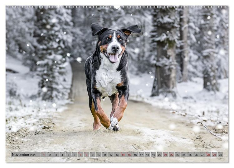 Produktbild: Gro&szlig;e Schweizer - Gigantische Sennenhunde (hochwertiger Premium Wandkalender 2026 DIN A2 quer), Kunstdruck in Hochglanz