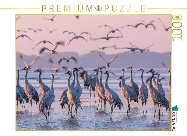 Produktbild: CALVENDO Puzzle Kraniche im K&ouml;lpinsee am Schlafplatz und im Abflug | 1000 Teile Lege-Gr&ouml;&szlig;e 64x48cm Foto-Puzzle f&uuml;r gl&uuml;ckliche Stunden