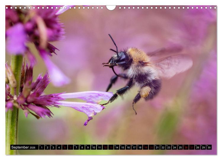 Produktbild: Hummeln - Flugaufnahmen eines faszinierenden Insekts (Wandkalender 2026 DIN A3 quer), CALVENDO Monatskalender