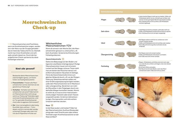 Produktbild: Meerschweinchen