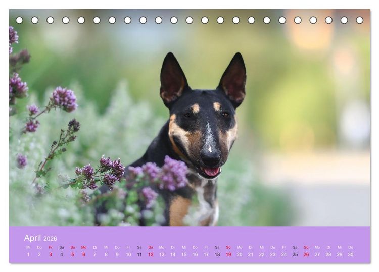 Produktbild: Bullterrier - charmante Herzensbrecher (Tischkalender 2026 DIN A5 quer), CALVENDO Monatskalender