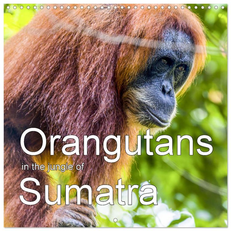 Produktbild: Orangutans in the jungle of Sumatra (Wall Calendar 2026 12 &times; 12 Inch) CALVENDO 12 Month Wall Calendar