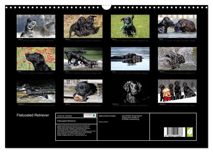 Produktbild: Flatcoated Retriever (Wandkalender 2026 DIN A3 quer), CALVENDO Monatskalender