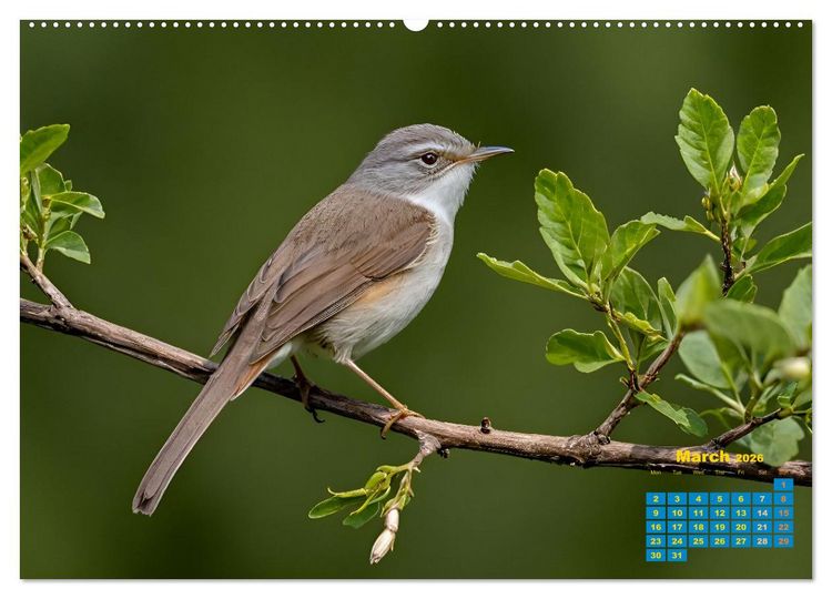 Produktbild: Singers from our regions - Our intimate nature (Wall Calendar 2026 DIN A2 landscape), CALVENDO 12 Month Wall Calendar