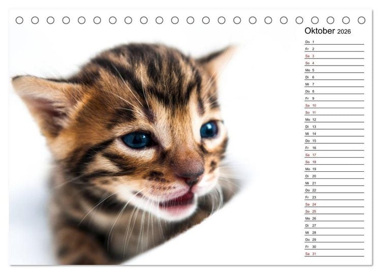 Produktbild: Bengal K&auml;tzchen - Der Geburtstagskalender (Tischkalender 2026 DIN A5 quer), CALVENDO Monatskalender