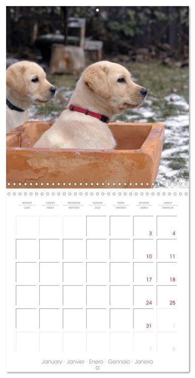 Produktbild: Labrador Retriever Puppies (Wall Calendar 2026 12 &times; 12 Inch) CALVENDO 12 Month Wall Calendar