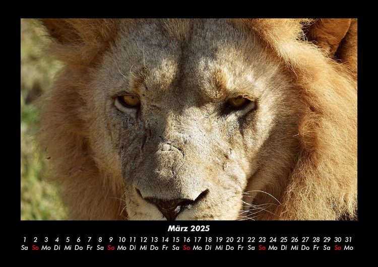 Produktbild: L&ouml;wen in der Wildnis 2025 Fotokalender DIN A3