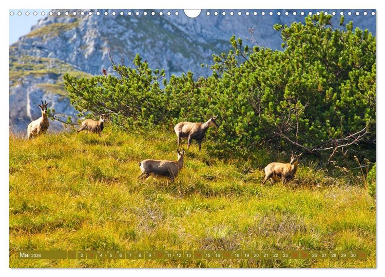 Produktbild: Waidmannsheil und Waidmannsdank (Wandkalender 2026 DIN A3 quer), CALVENDO Monatskalender