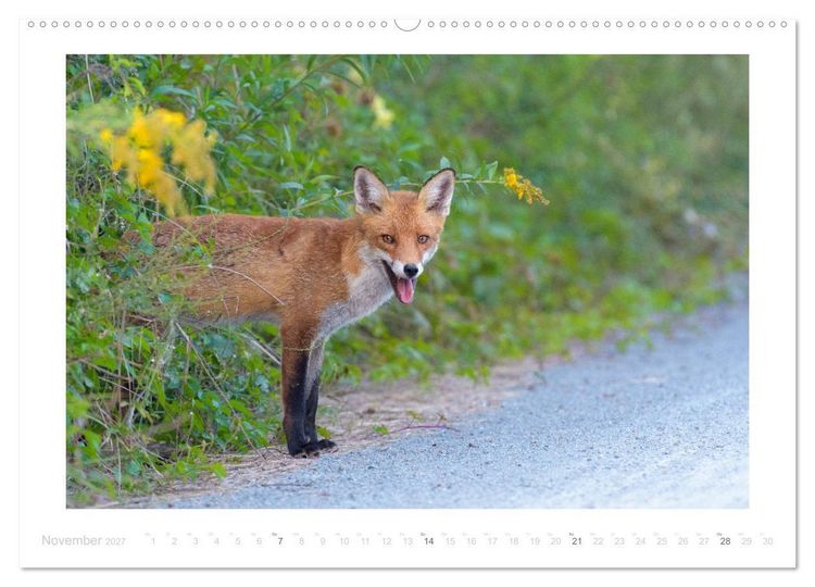 Produktbild: Der Rotfuchs (hochwertiger Premium Wandkalender 2027 DIN A2 quer), Kunstdruck in Hochglanz