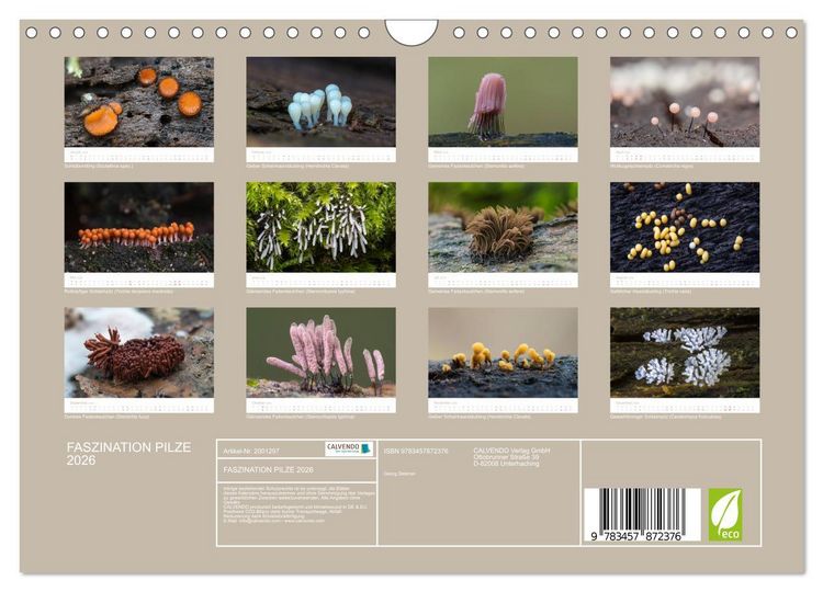 Produktbild: FASZINATION PILZE 2026 (Wandkalender 2026 DIN A4 quer), CALVENDO Monatskalender