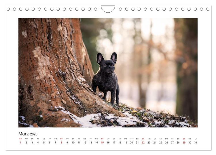 Produktbild: Herzenshunde 2026 (Wandkalender 2026 DIN A4 quer), CALVENDO Monatskalender
