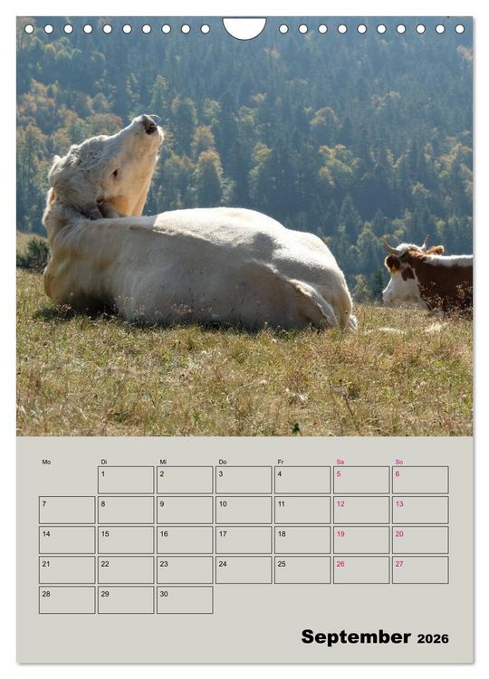 Produktbild: Kuhportraits Hornk&uuml;he (Wandkalender 2026 DIN A4 hoch), CALVENDO Monatskalender
