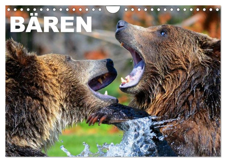 Produktbild: B&auml;ren (Wandkalender 2026 DIN A4 quer), CALVENDO Monatskalender