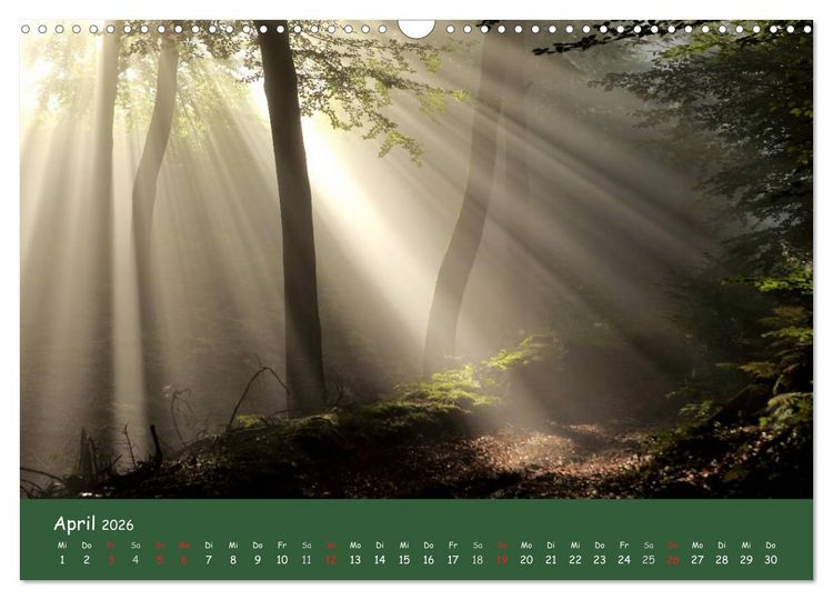 Produktbild: Lichter im Wald (Wandkalender 2026 DIN A3 quer), CALVENDO Monatskalender
