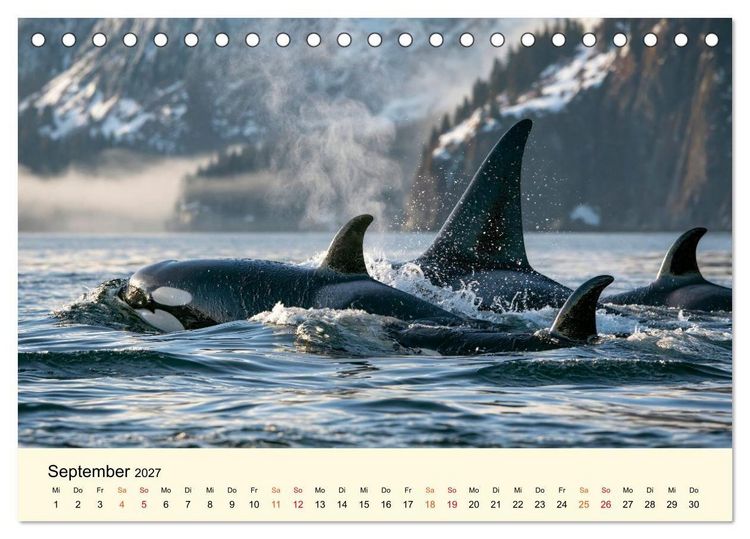 Produktbild: Orcas - Wilde Eleganz des Meeres (Tischkalender 2027 DIN A5 quer), CALVENDO Monatskalender