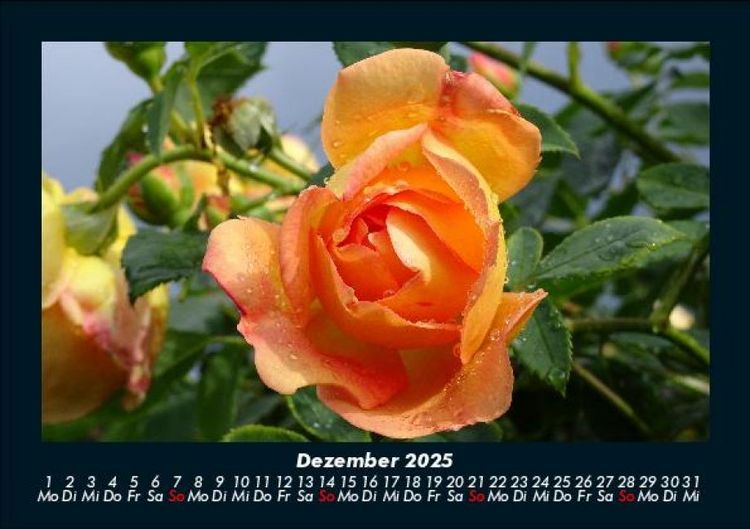 Produktbild: Blumenkalender 2025 Fotokalender DIN A5