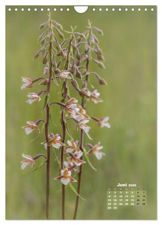 Produktbild: Orchideen in freier Wildbahn (Wandkalender 2026 DIN A4 hoch), CALVENDO Monatskalender