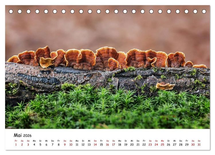 Produktbild: Pilzgalerie - Die bunte Welt der Baumpilze (Tischkalender 2026 DIN A5 quer), CALVENDO Monatskalender