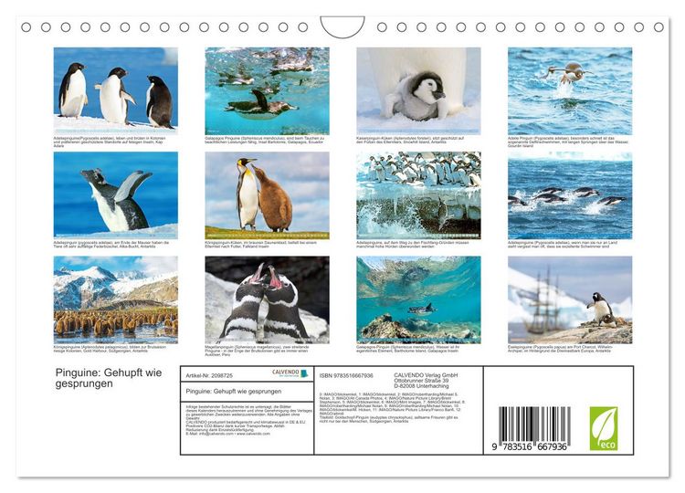 Produktbild: Pinguine: Gehupft wie gesprungen (Wandkalender 2026 DIN A4 quer), CALVENDO Monatskalender