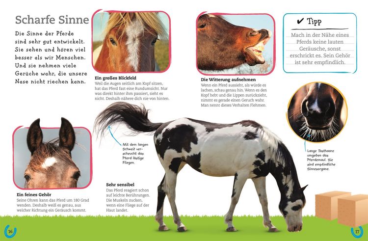 Produktbild: Pferde und Ponys