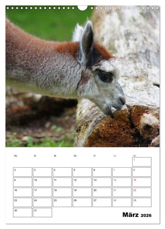 Produktbild: Alpaka und Lama Terminplaner (Wandkalender 2026 DIN A3 hoch), CALVENDO Monatskalender