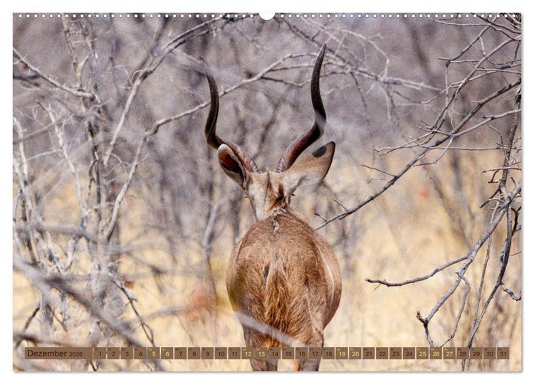 Produktbild: Wildlife Namibia - Etosha und Kalahari (hochwertiger Premium Wandkalender 2026 DIN A2 quer), Kunstdruck in Hochglanz