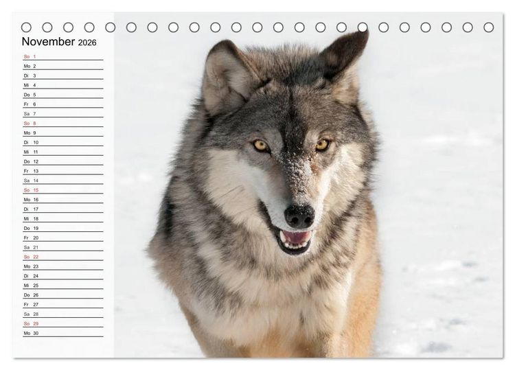 Produktbild: W&ouml;lfe. Graue Eminenzen (Tischkalender 2026 DIN A5 quer), CALVENDO Monatskalender