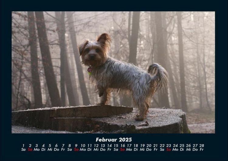 Produktbild: Der Hundekalender 2025 Fotokalender DIN A4
