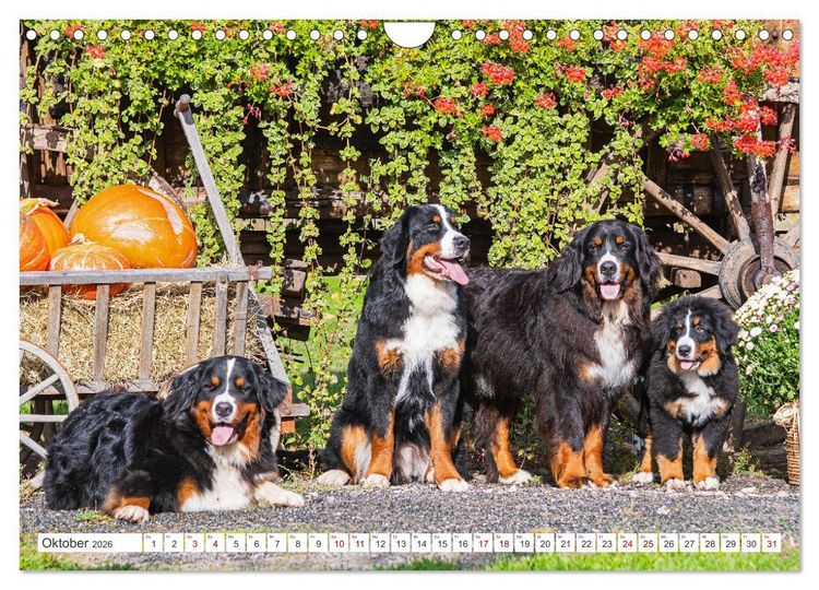 Produktbild: Berner Sennenhund - Ein Freund auf vier Pfoten (Wandkalender 2026 DIN A4 quer), CALVENDO Monatskalender
