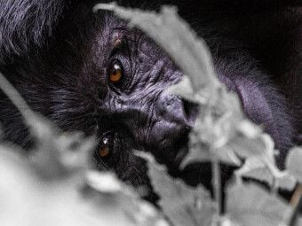 Produktbild: CALVENDO Puzzle Die Augen eines Gorillas | 1000 Teile Lege-Gr&ouml;&szlig;e 64x48cm Foto-Puzzle f&uuml;r gl&uuml;ckliche Stunden