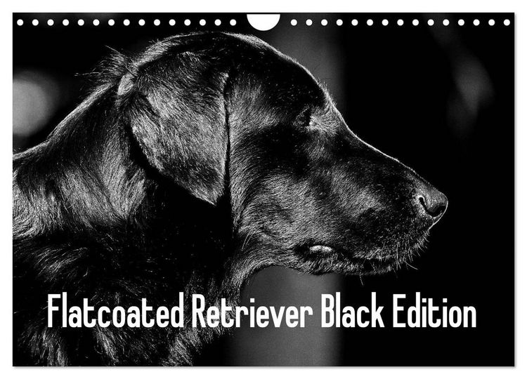 Produktbild: Flatcoated Retriever Black Edition (Wandkalender 2026 DIN A4 quer), CALVENDO Monatskalender