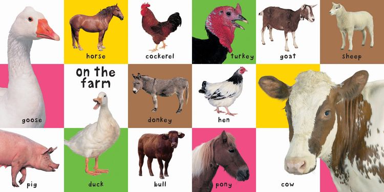 Produktbild: First 100 Animals