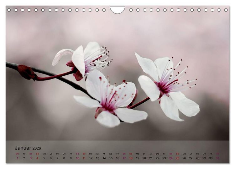 Produktbild: Bl&uuml;tenrausch - Mit Fr&uuml;hlingsgef&uuml;hlen durchs ganze Jahr (Wandkalender 2026 DIN A4 quer), CALVENDO Monatskalender