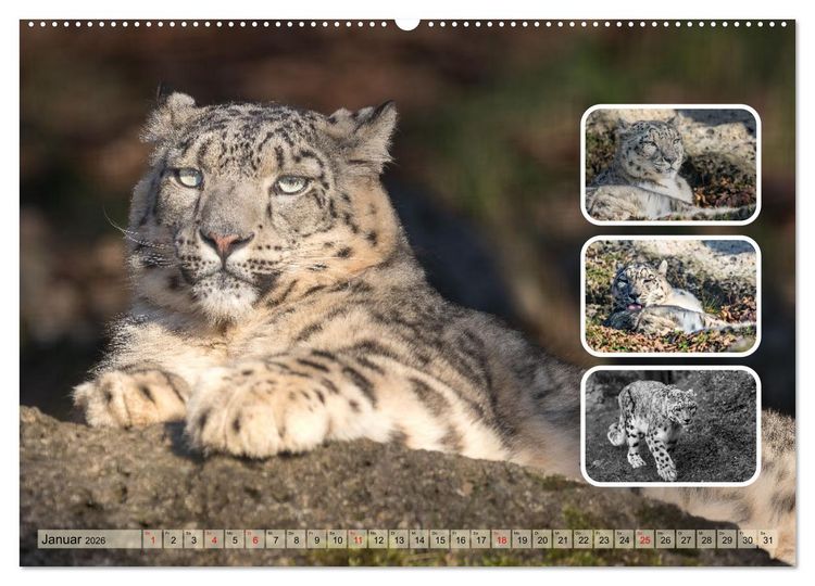 Produktbild: Raubkatzen - gro&szlig; & klein (Wandkalender 2026 DIN A2 quer), CALVENDO Monatskalender