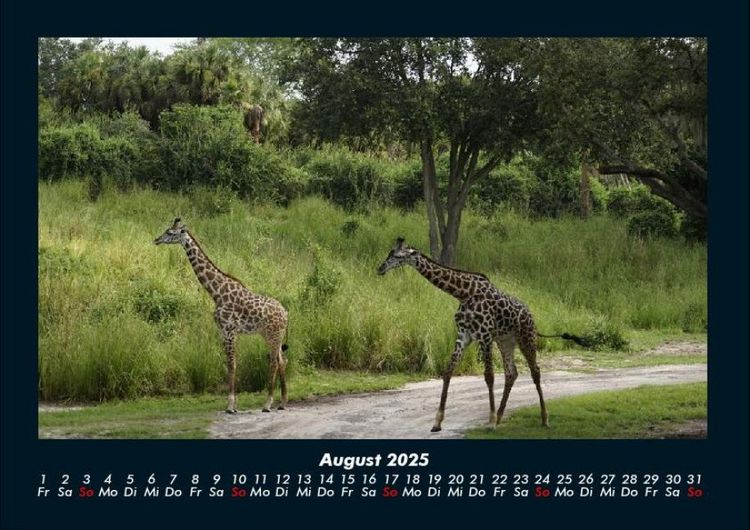 Produktbild: Giraffen 2025 Fotokalender DIN A4