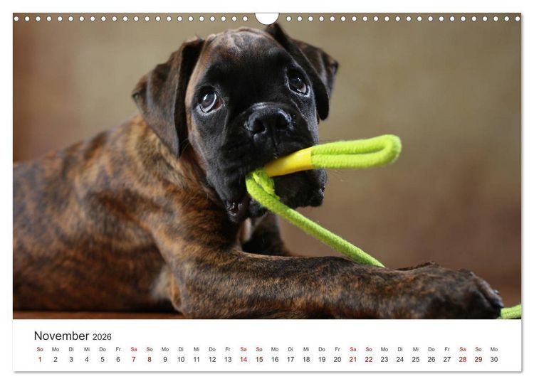 Produktbild: Welpenblicke (Wandkalender 2026 DIN A3 quer), CALVENDO Monatskalender