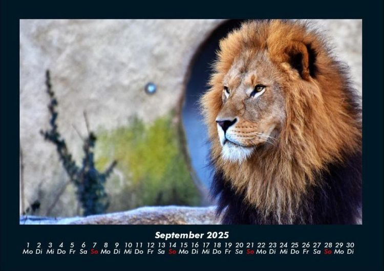 Produktbild: L&ouml;wen in der Wildnis 2025 Fotokalender DIN A4