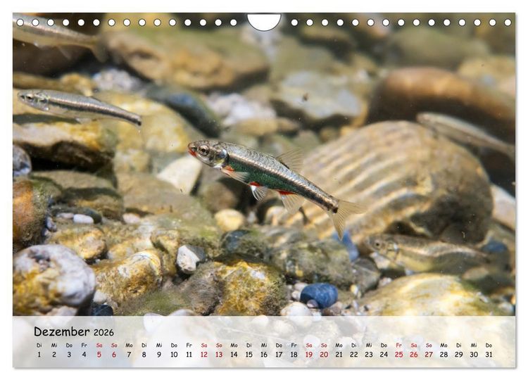 Produktbild: Faszination Fische (Wandkalender 2026 DIN A4 quer), CALVENDO Monatskalender