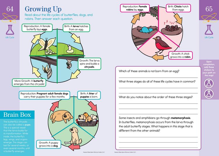 Produktbild: Summer Brain Quest: Between Grades 2 & 3