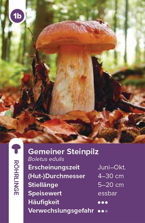 Produktbild: Einheimische Pilze &ndash; das Quartett-Spiel