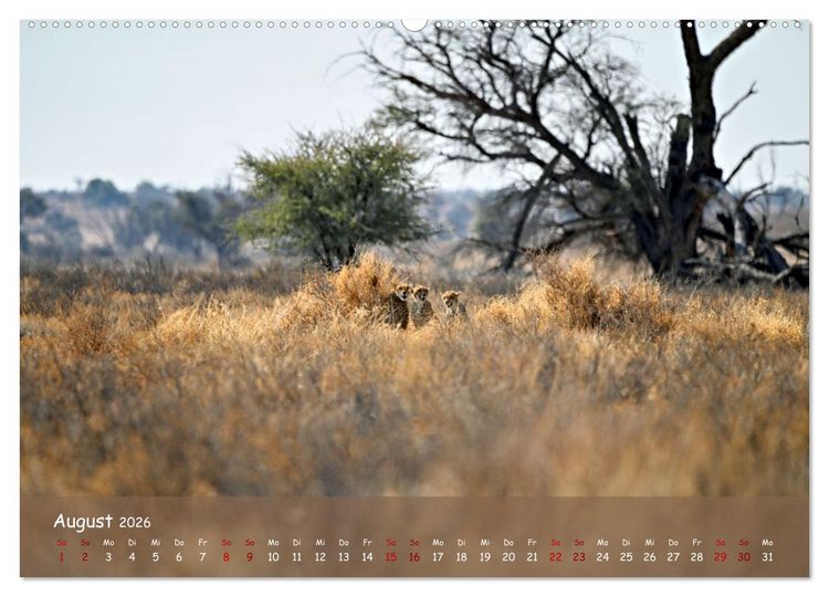 Produktbild: Kgalagadi - Fauna und Wildtiere in der Kalahari (Wandkalender 2026 DIN A2 quer), CALVENDO Monatskalender