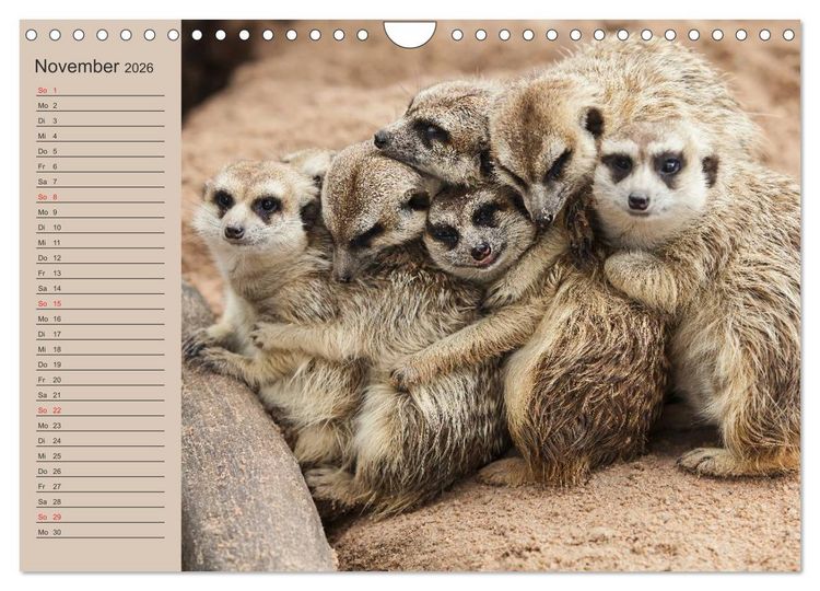 Produktbild: Erdm&auml;nnchen (Wandkalender 2026 DIN A4 quer), CALVENDO Monatskalender